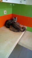 Sepasang kucing persia