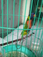 Burung Nuri Pelangi full set jinak banget