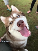 Anjing husky betina siberian husky warna cinamon