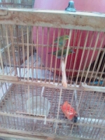 burung pleci mounty,dakun,black capp bakalan murah