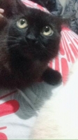 kucing anggora umur 5 bulan jantanĀ
