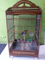 Anis kembang pakai ring fullset