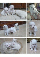 4 Anakan Anjing Mini Pom Betina Stambum