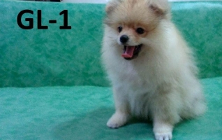1 Ekor MiniPom (Jantan) dan 1 Ekor SuperminiPom (Jantan) Keturunan Import