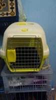Kucing anggora paket komplit