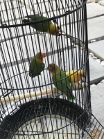 Aneka Burung Love Bird