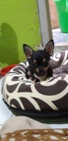 Chihuahua betina umur 3 bulan stambum vaksin wrn unik