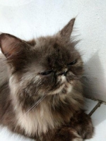 kucing persia peaknose betina black tortie