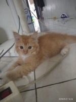 Anggora Jantan Umur 3 Bulan