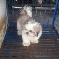 Indukan Shihtzu Stambom Masih Produktif