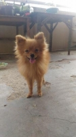 Mini pom, stamboom, vaksin, sehat, lincah