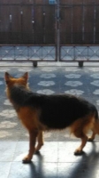 Herder betina stambom