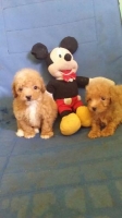 2 ekor anakan tiny toy pudel brown