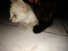 Kucing Mix Siam dan Mix Persia