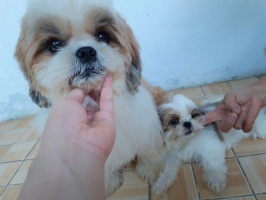 Pacak Produktif Mini ShihTzu Good Quality