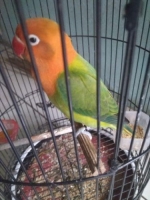 1 ekor lovebird biola betina