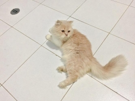 Kucing Persia Krem 1 tahun