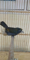 Burung import taiwan sejenis robin