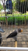 Lb lovebird batmen perso balibu