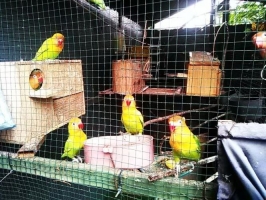Lovebird koloni borongan