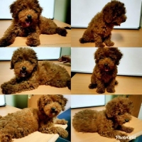 Red Toy Poodle Stambom Vaksin Lengkap