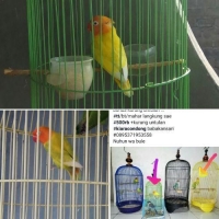 Love bird imas pala merah 2 ekor bt/tt/mahar
