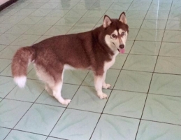 Siberian Husky betina umur 3 tahun lebih