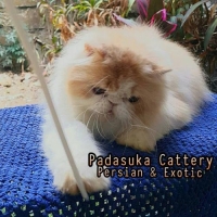 READY PERSIAN LONGHAIR NON PEDIGREE