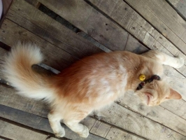 Kucing persia jinak Terawat