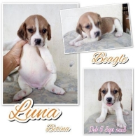 Anjing Beagle Pupies Stambum & Vaksin