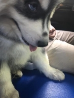 Anakan Siberian Husky 2 Bulan Betina Jakarta Nego