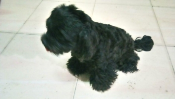 1 paket anjing poodle dan tekel