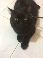 Persia medium, jantan, umur 1tahun