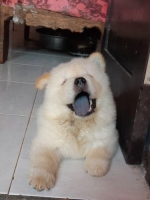 2 ekor chow chow stanbum (jantan,betina)