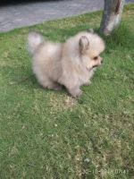 Anak mini pom jtn bulu kapas