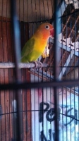 lovebird ngekek 500 nego tipis