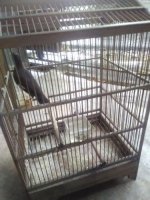 Jalak Omas atau kerak TT atau barter burung lagi