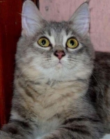 Lepas Adopt Kucing Persia