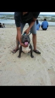 American bully jantan 1 tahun