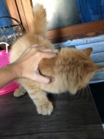 Kitten Persia Jantan