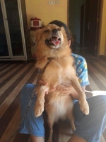 1 ekor anjing pomerian mix (nego)