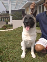 1 calon indukan American Akita betina 2thn (PERAWAN)