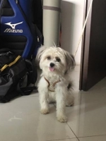 Shih tzu mix betina vaksin lengkap