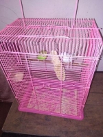 sepasang burung parkit berikut sangkarnya