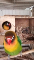 Burung love bird lolohan