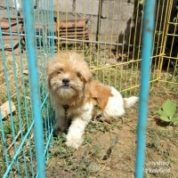 Anjing shih tzu lucu manja banyak bonus
