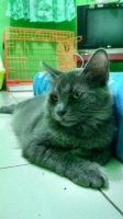 Kucing persia medium abu2 langka