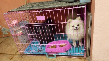 Anjing Mini Pom 2 Ekor Betina Stambum