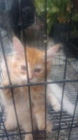 Mix Mainecoone lincah dan aktif