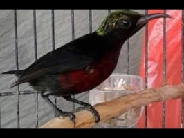 Burung kolibri ninja dada merah muda semi gacor